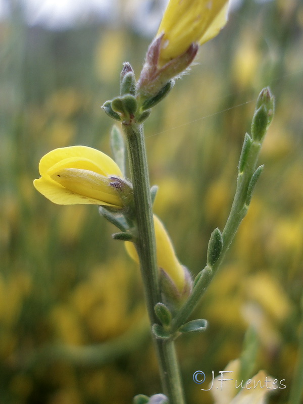 Genista cinerea.18