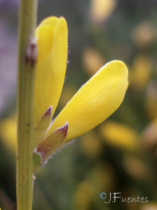 Genista cinerea.19