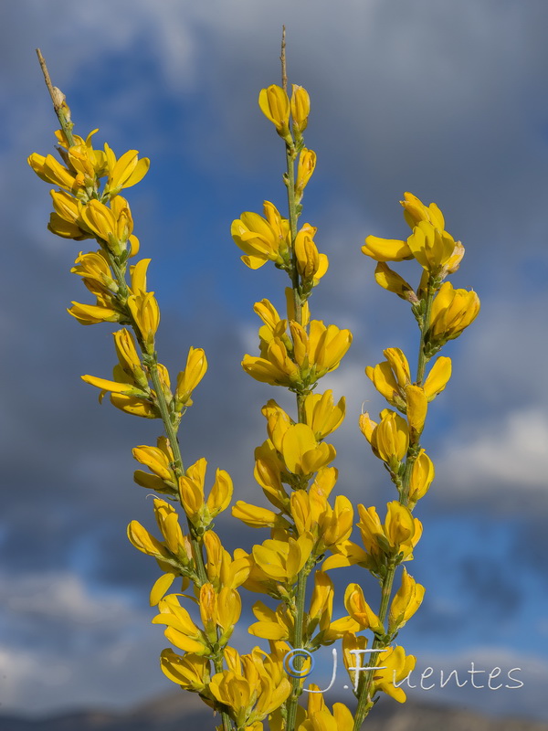 Genista cinerea.21