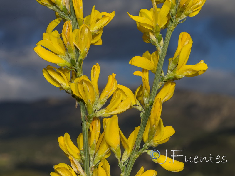 Genista cinerea.22