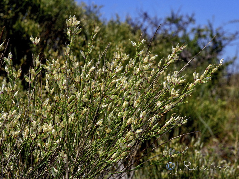 Genista cinerea.23