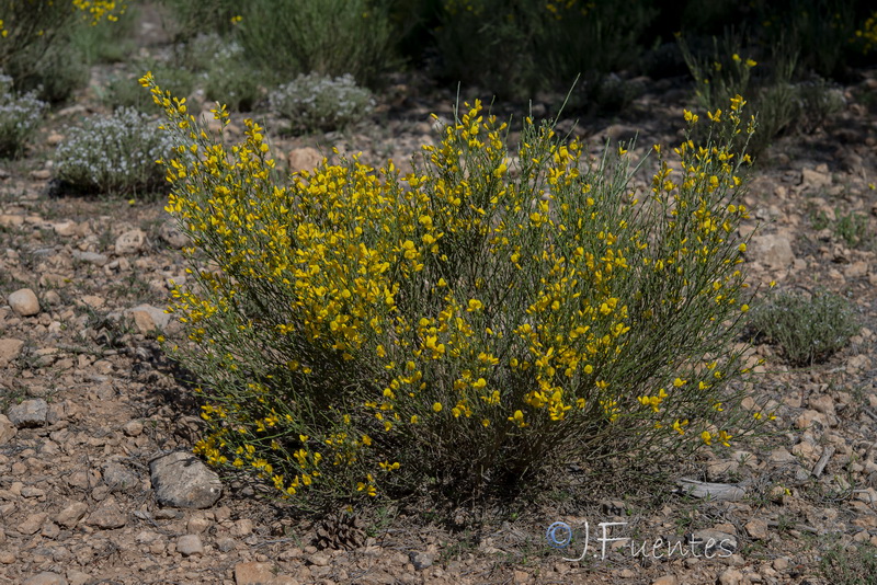 Genista cinerea.01