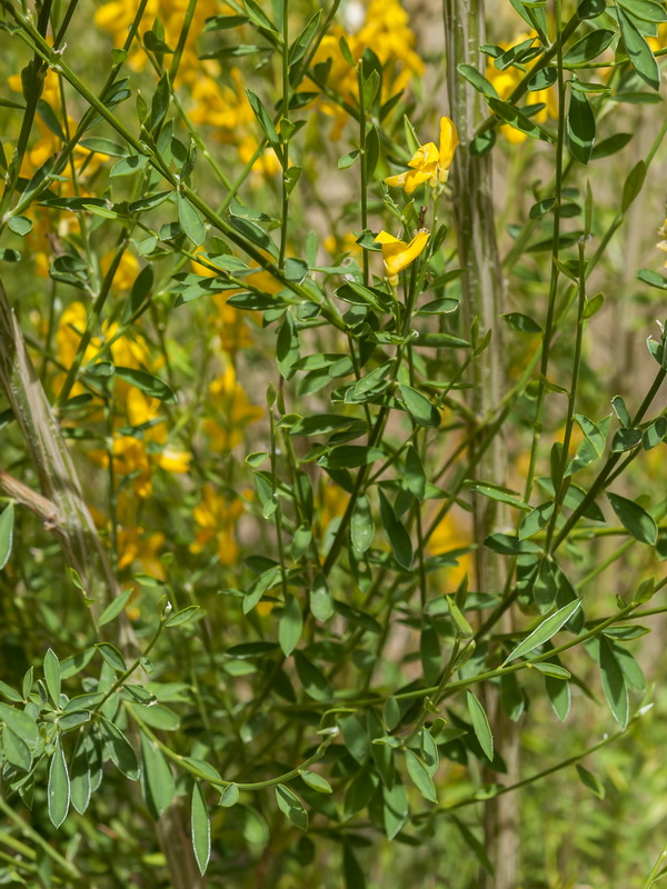 Genista florida.03