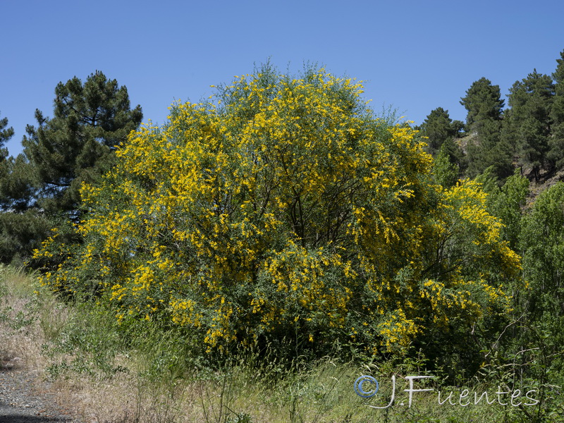 Genista florida.01