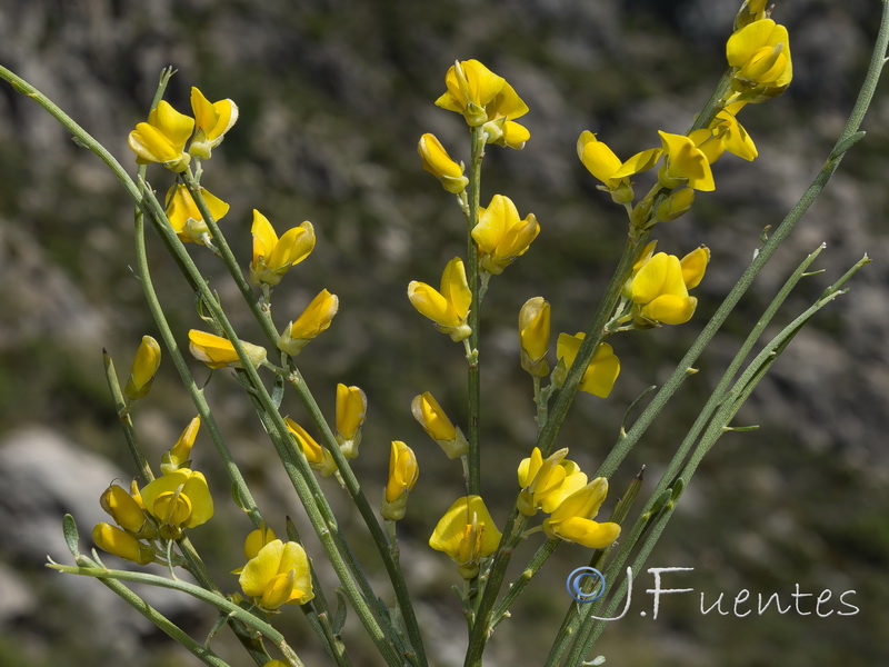 Genista haenseleri.01