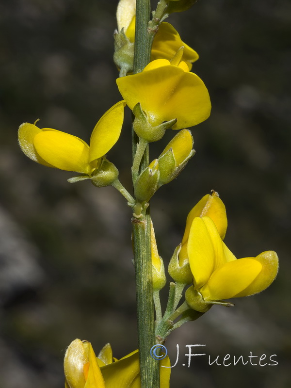 Genista haenseleri.02