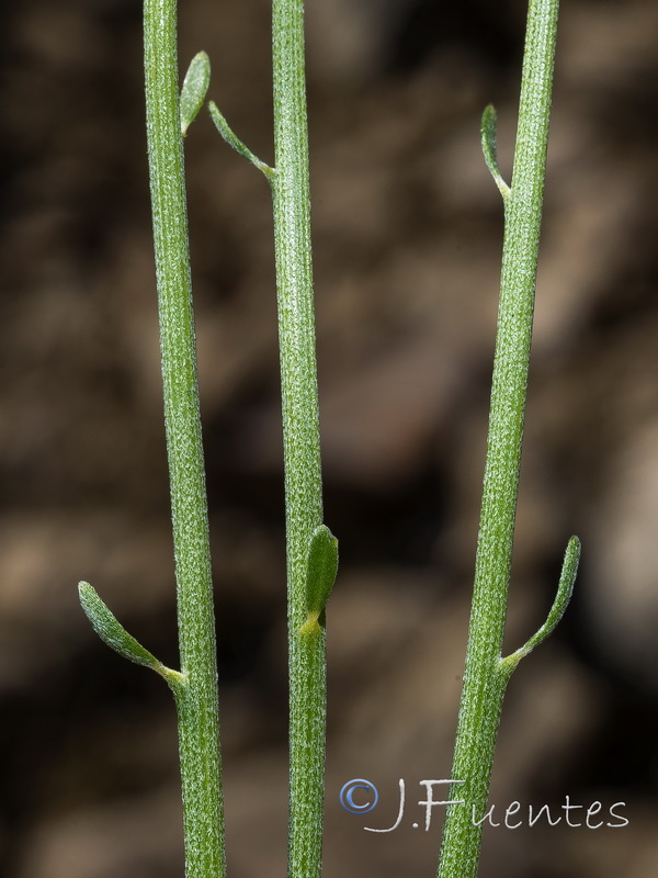 Genista haenseleri.03