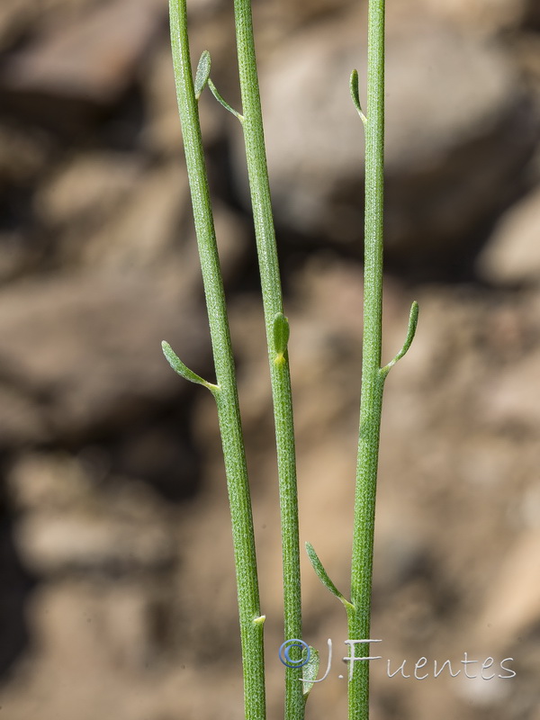 Genista haenseleri.04