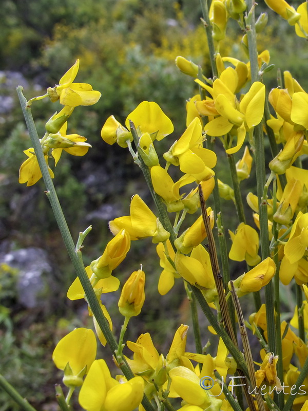 Genista haenseleri.07