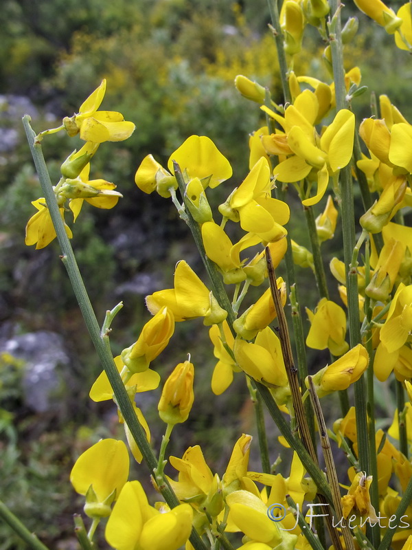 Genista haenseleri.07