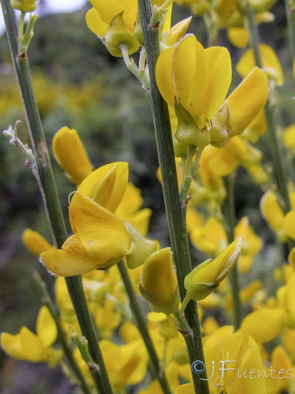 Genista haenseleri.08