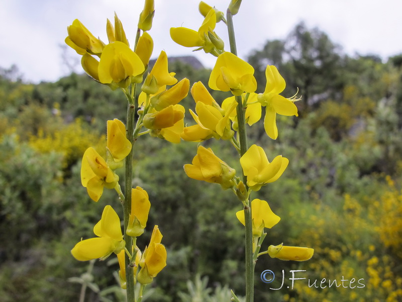 Genista haenseleri.11