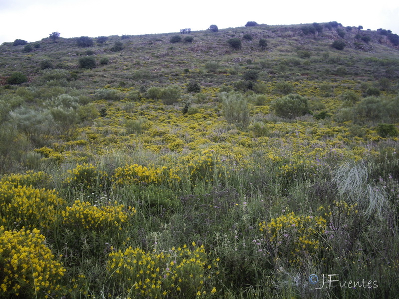 Genista hirsuta hirsuta.01