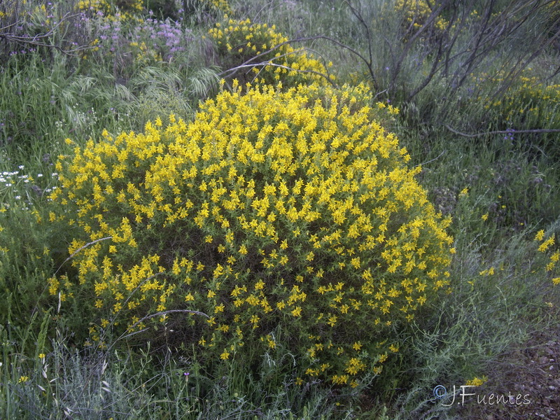 Genista hirsuta hirsuta.02