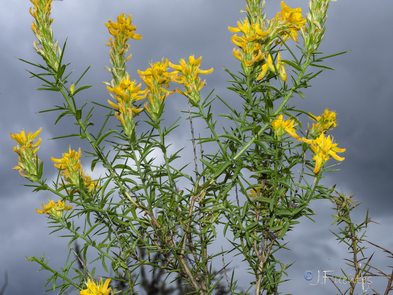 Genista hirsuta hirsuta.03