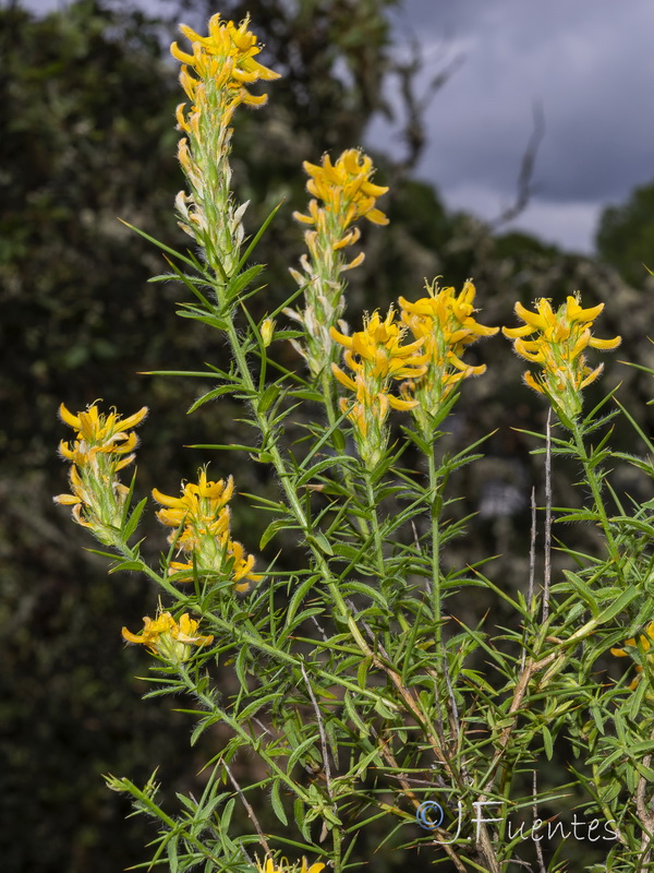 Genista hirsuta hirsuta.04