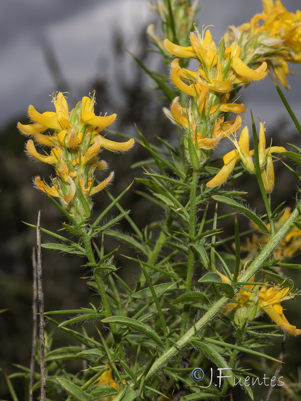 Genista hirsuta hirsuta.05