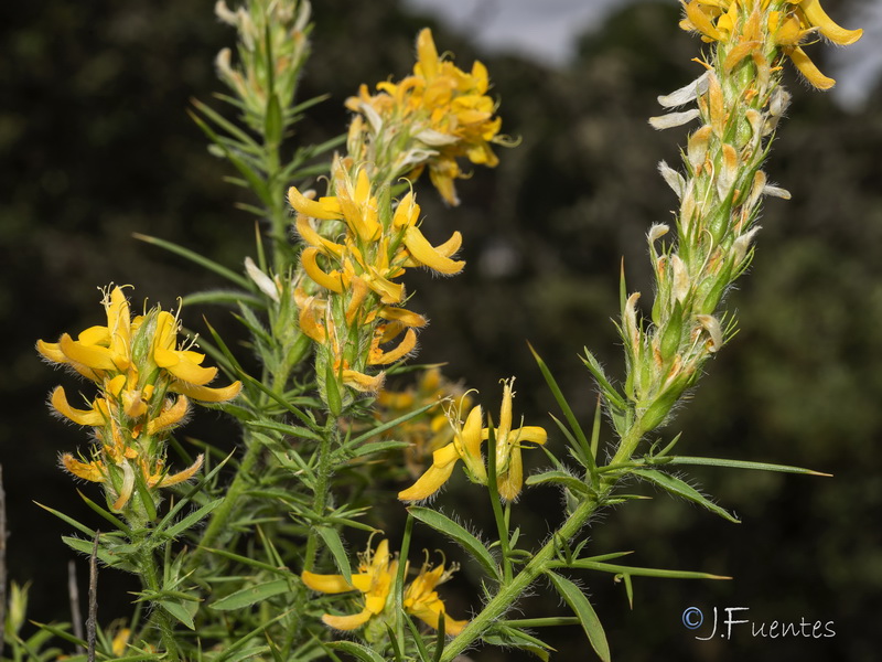 Genista hirsuta hirsuta.06