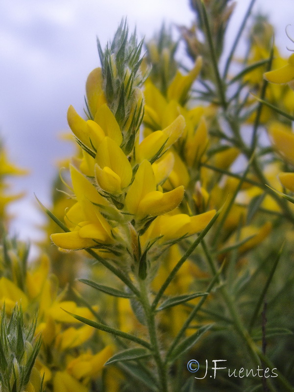 Genista hirsuta hirsuta.09