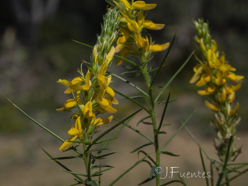 Genista hirsuta hirsuta.16