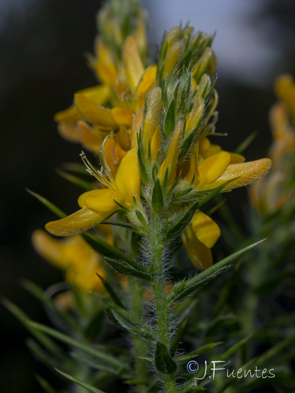 Genista hirsuta hirsuta.07