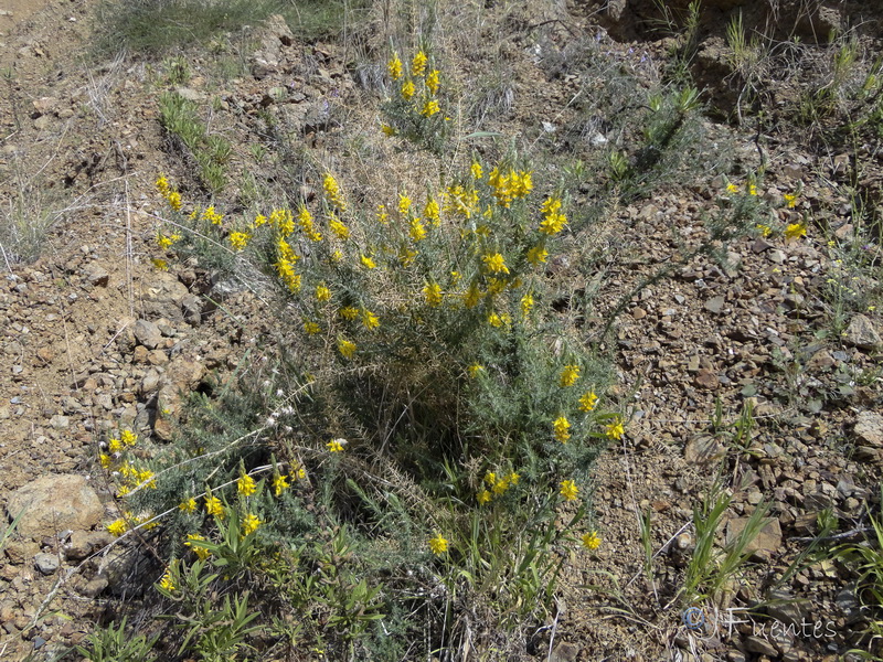 Genista hirsuta lanuginosa.01