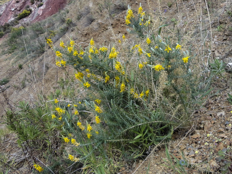 Genista hirsuta lanuginosa.02