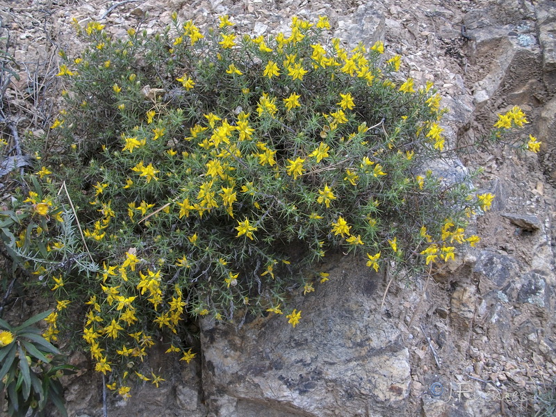 Genista hirsuta lanuginosa.03