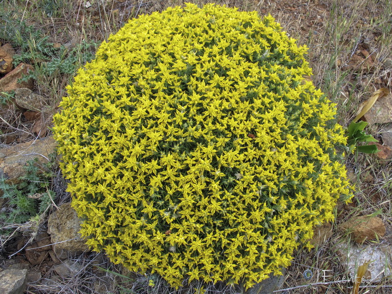 Genista hirsuta lanuginosa.04