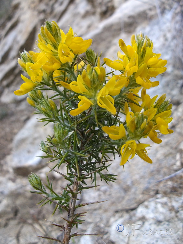 Genista hirsuta lanuginosa.06