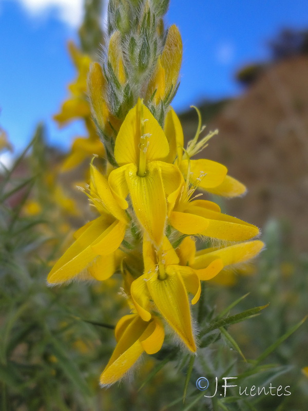 Genista hirsuta lanuginosa.07