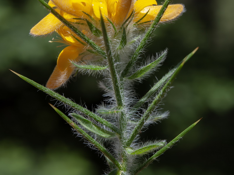 Genista hirsuta lanuginosa.06