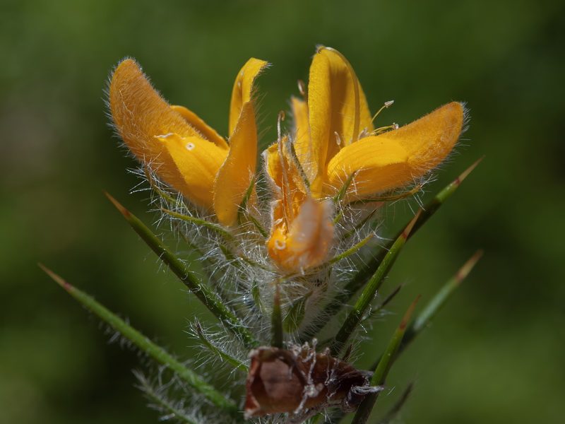 Genista hirsuta lanuginosa.16