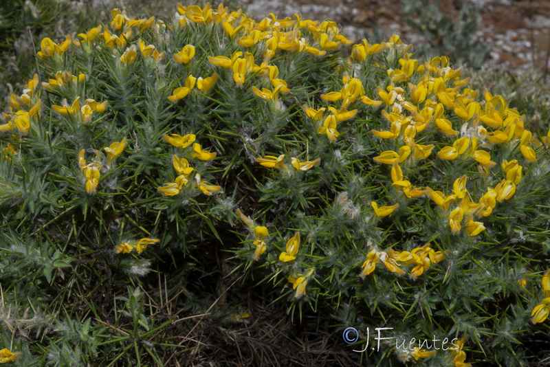 Genista hirsuta lanuginosa.21