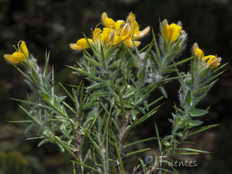 Genista hirsuta lanuginosa.22