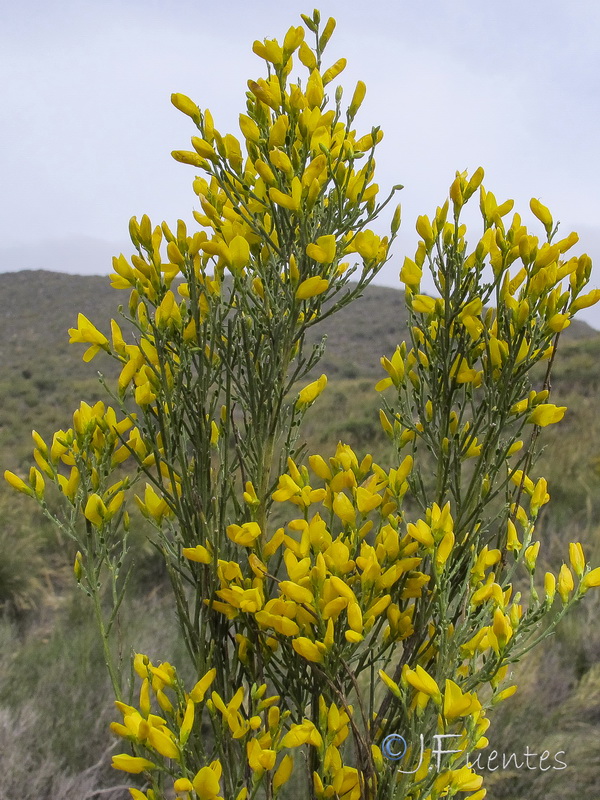 Genista jimenezii.11