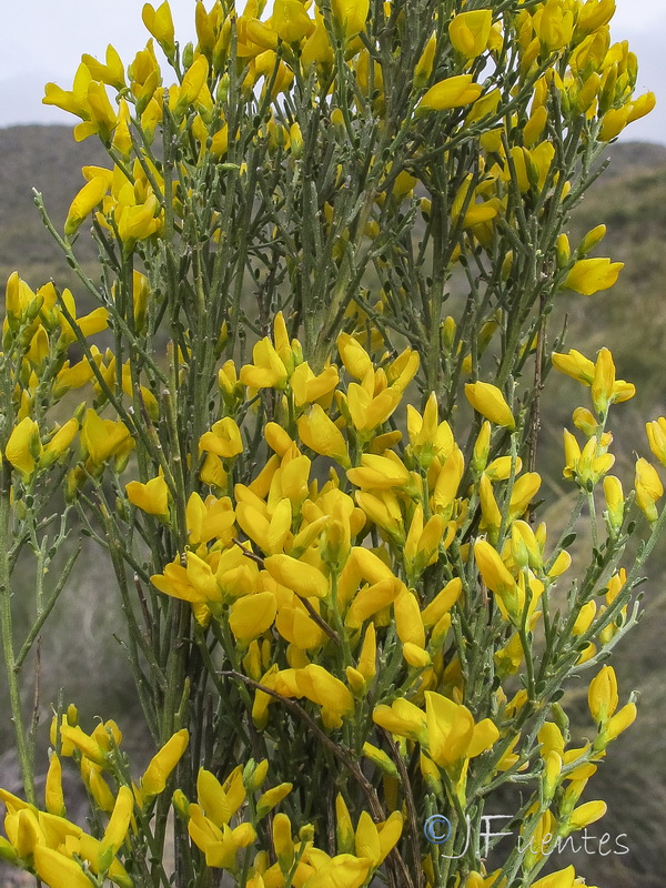 Genista jimenezii.12