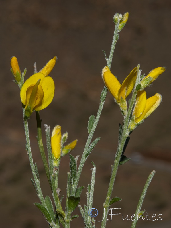 Genista jimenezii.18