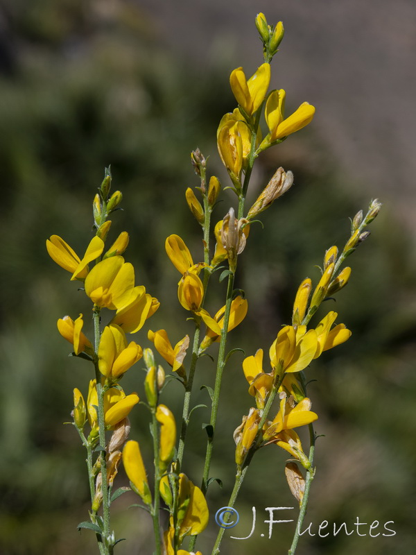 Genista jimenezii.19