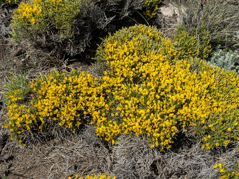 Genista longipes longipes.02