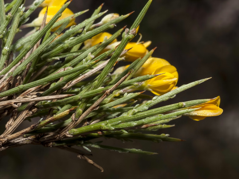 Genista longipes longipes.04