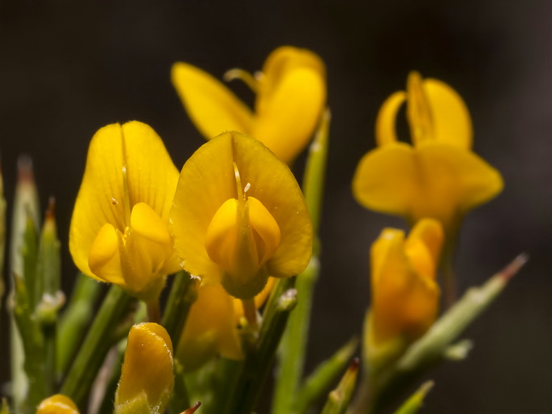 Genista longipes longipes.07