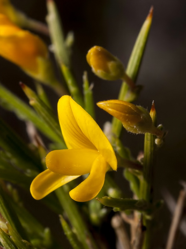 Genista longipes longipes.08