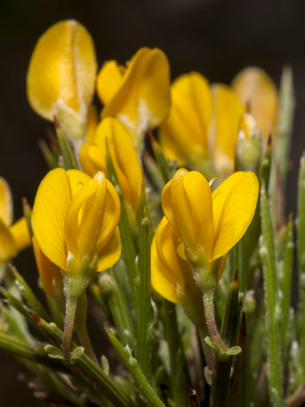 Genista longipes longipes.09