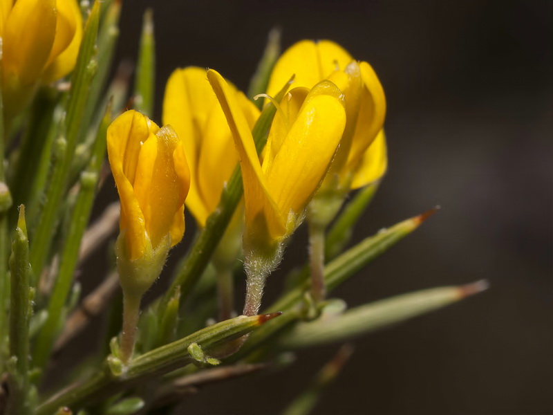 Genista longipes longipes.10