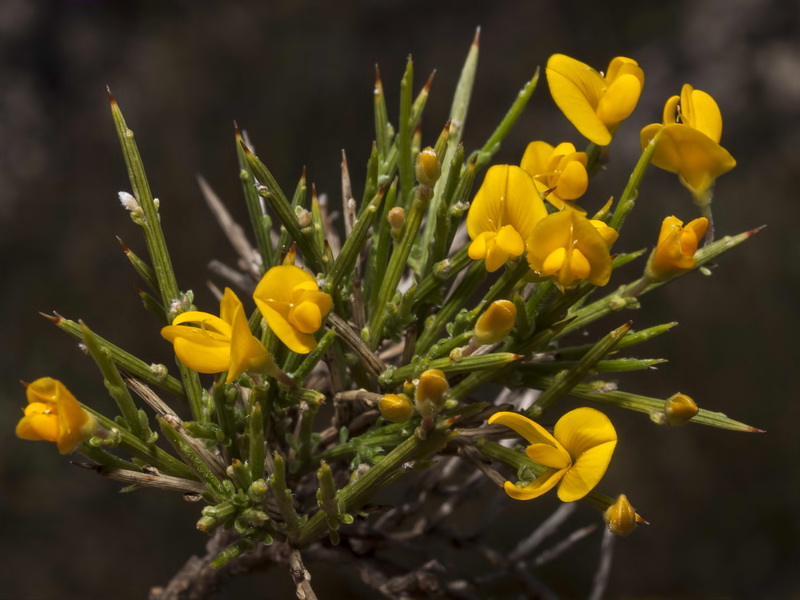 Genista longipes longipes.11