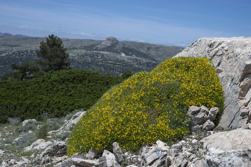 Genista longipes longipes.01