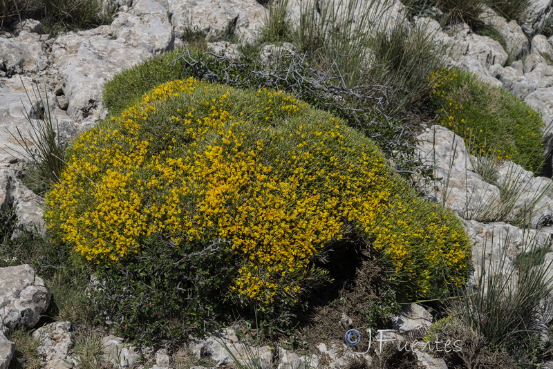 Genista longipes longipes.15