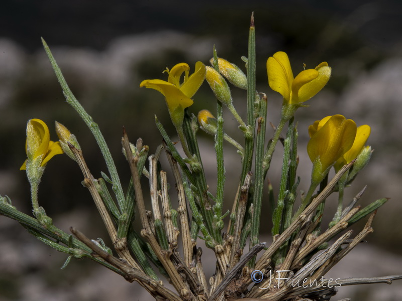 Genista longipes longipes.03