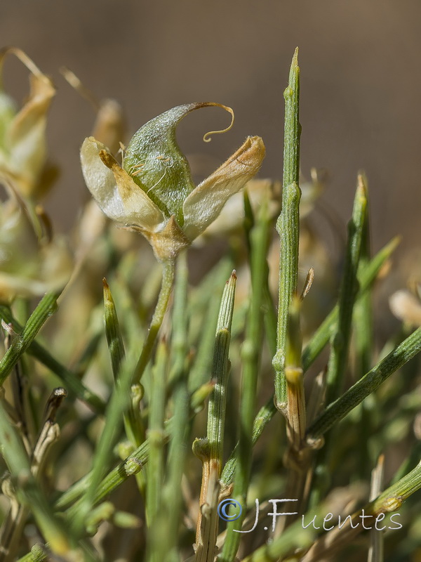 Genista longipes viciosoi.19